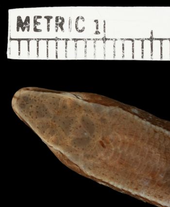 Media type: image;   Herpetology R-19599 Aspect: head dorsal
